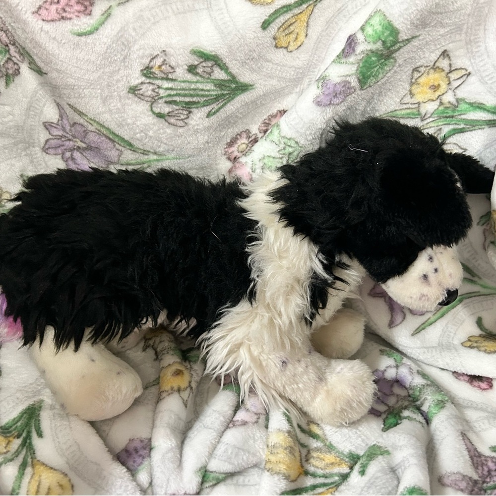 DOUGLAS Border Collie - Picture 4 of 6